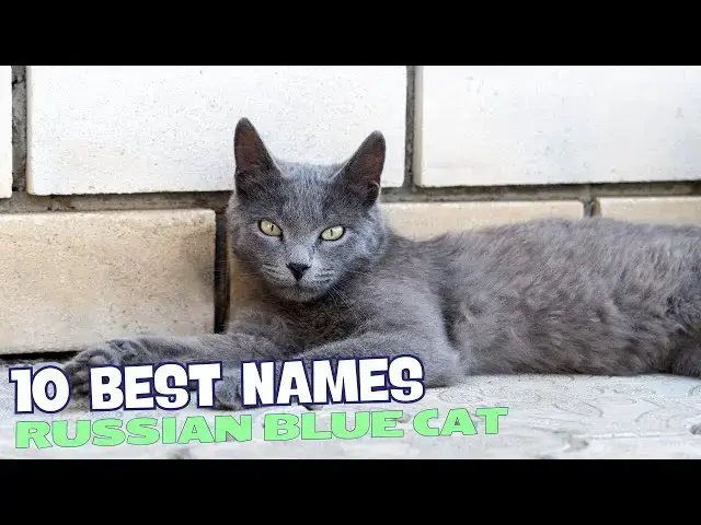 'Video thumbnail for 10 Best Names for Russian Blue Cats 馃惥馃挋'