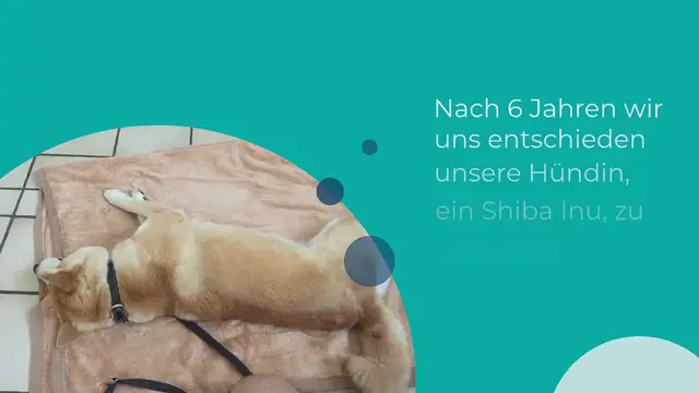 Video thumbnail for Ablauf einer Kastration bei einer Hündin