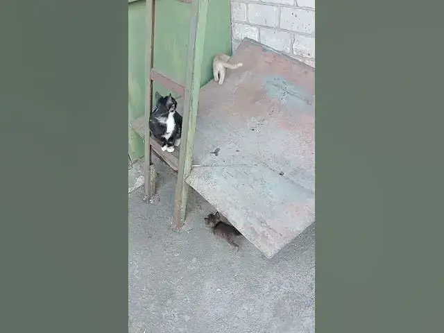 'Video thumbnail for Curious cats馃槏馃槝馃グ#shorts'
