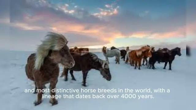Video thumbnail for Norse Horse