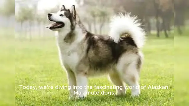 Video thumbnail for Alaskan Malamute