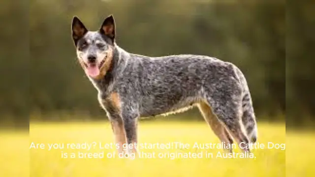 Video thumbnail for Australian Cattle Dog