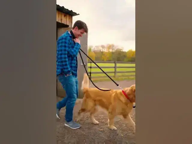 Video thumbnail for When Your Dog Becomes the Owner #comedy #shorts #funny