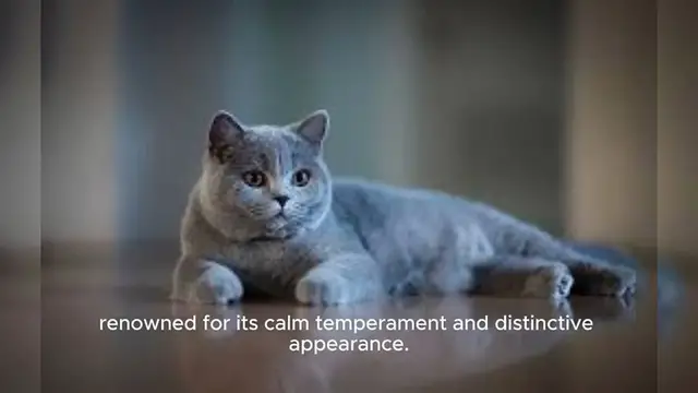 Video thumbnail for British Shorthair Cat