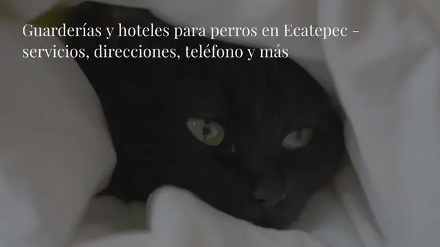 Video thumbnail for Guarderías y hoteles para perros en Ecatepec - servicios, direcciones, teléfono y más
