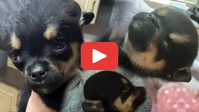Video thumbnail for Crying in Pain but Unyielding, Tiny Puppy Found in Trash Defies the Odds