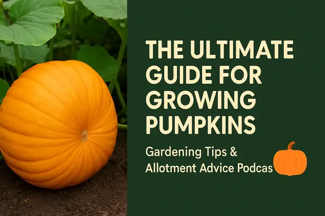 'Video thumbnail for The ultimate guide for growing pumpkins | Gardening Tips & Allotment Advice Podcast'
