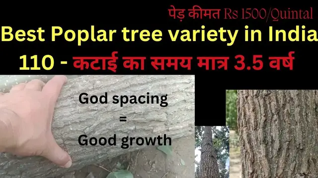 'Video thumbnail for Best poplar tree variety India Rs 1500/quintal harvest 3.5 years'