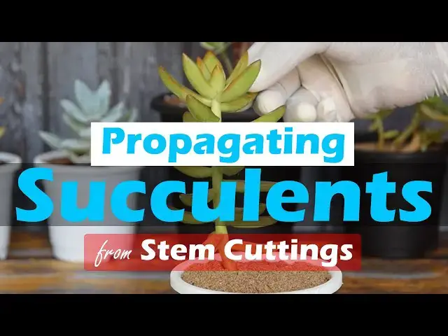 'Video thumbnail for Propagating Succulents from Stem Cuttings'