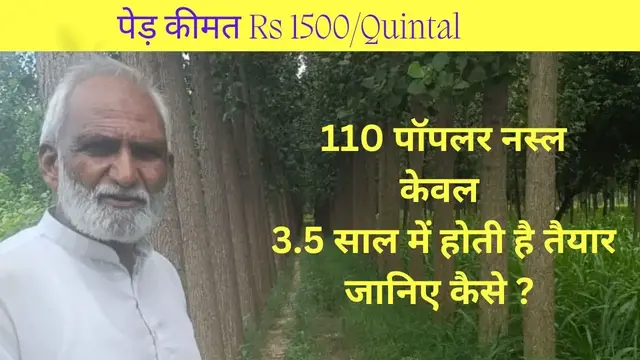 'Video thumbnail for Poplar Tree Farming Harvesting In 3.5 years Rate Rs1500/quintal'
