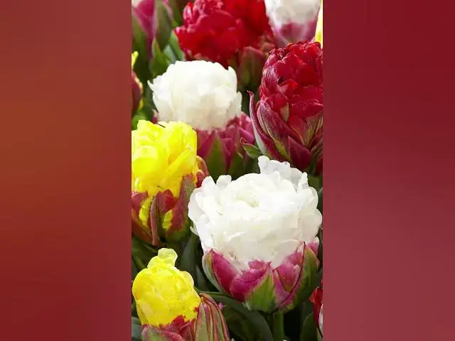 'Video thumbnail for Best Yellow Tulip Varieties'