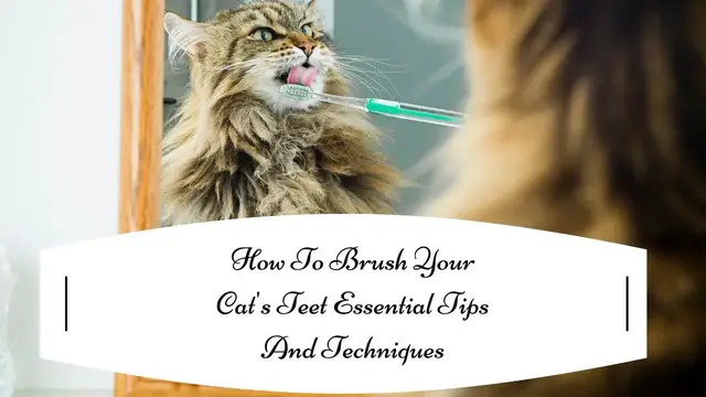 Video thumbnail for How To Brush Your Cat's Teeth -Tips And Techniques