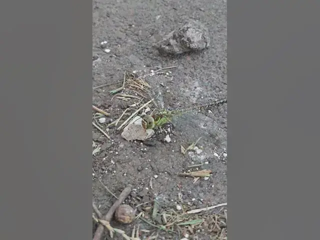 Video thumbnail for Curious dragonfly😍😘🥰#shorts