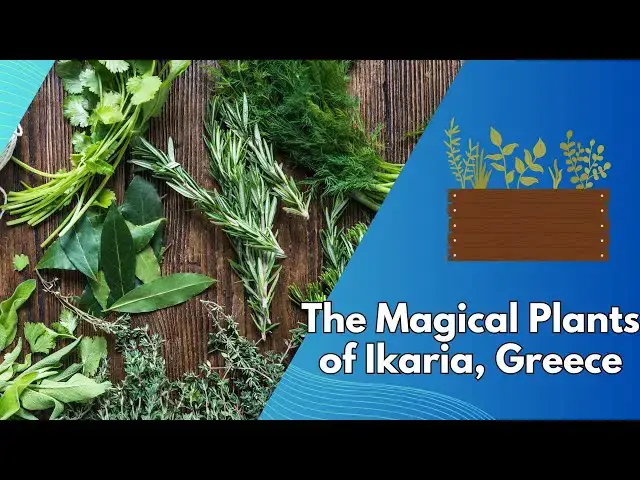 Video thumbnail for The Magical Plants of Ikaria, Greece. Nature’s Secrets to Longevity