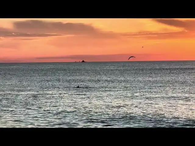 Video thumbnail for Dolphins and Ospreys Off of Bay Head