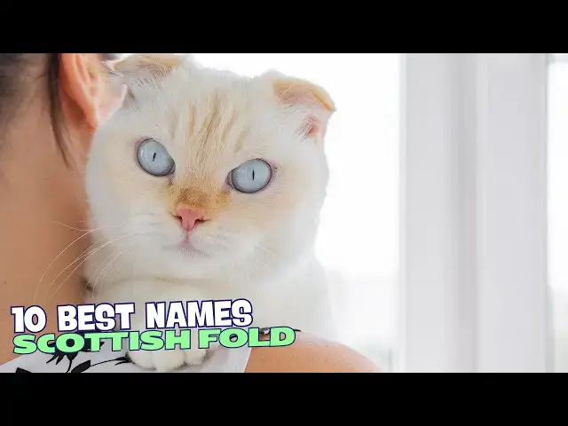 Video thumbnail for 10 Best Names for Scottish Fold Cats! 🐱