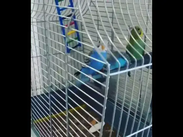 Video thumbnail for Adorable budgies😍😘🥰#shorts