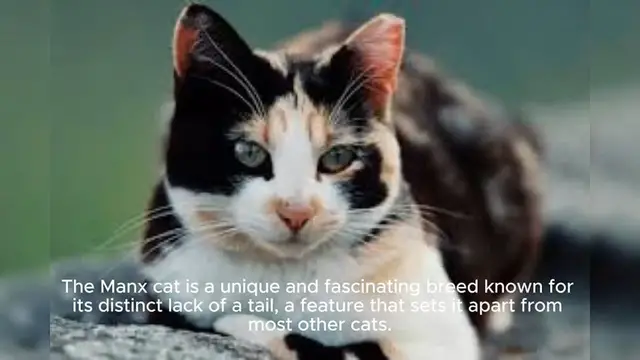 Video thumbnail for Manx Cat