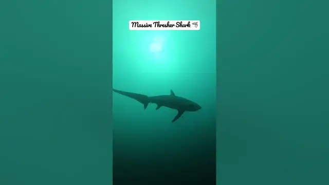 Video thumbnail for Massive Thresher Shark 🦈 in Malapascua 🏝️