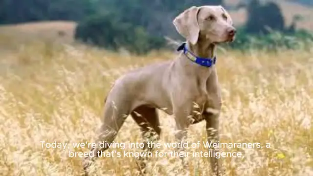 Video thumbnail for Weimaraner