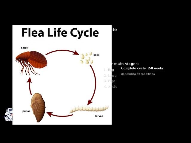 Video thumbnail for What is The Oriental Rat Flea?
