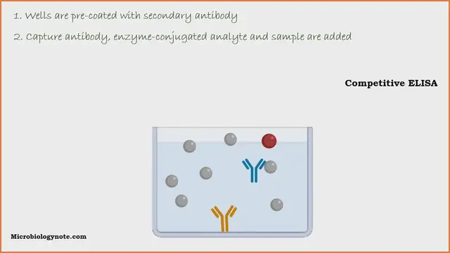 'Video thumbnail for Competitive ELISA Principle'