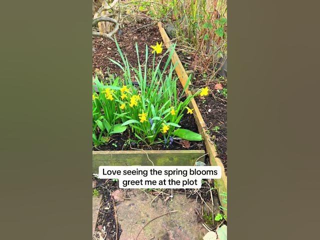 Video thumbnail for Beautiful Spring Blooms | Early Flowers Bringing Colour Back to the Garden