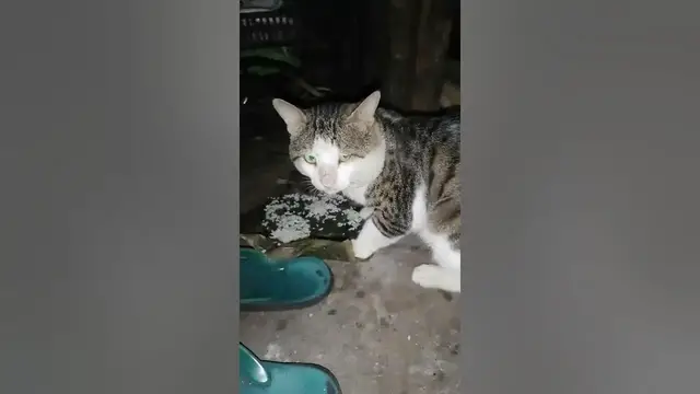 Video thumbnail for big cat came home