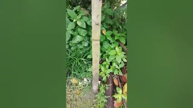 Video thumbnail for cat jumping l кот прыгает l 猫のジャンプ l 고양이 점프