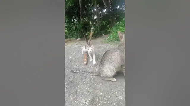 Video thumbnail for Little cat walking