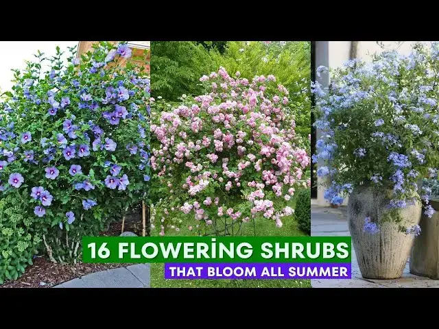 'Video thumbnail for 16 Flowering Shrubs That Bloom All Summer'
