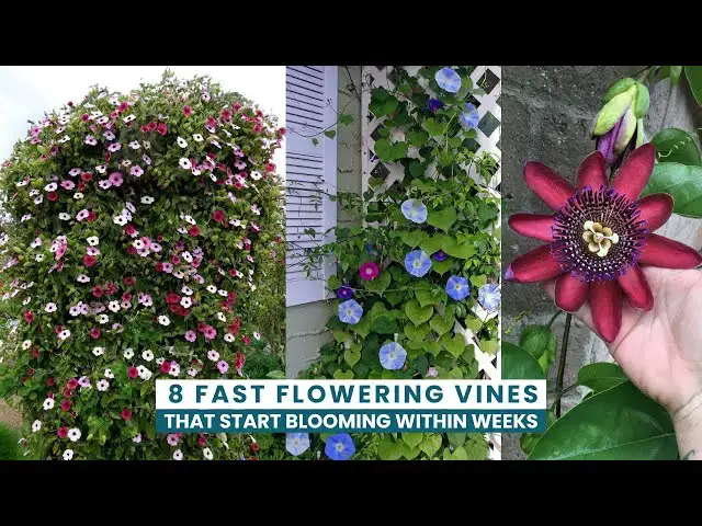'Video thumbnail for 8 Fast Flowering Vines That Start Blooming Within Weeks'