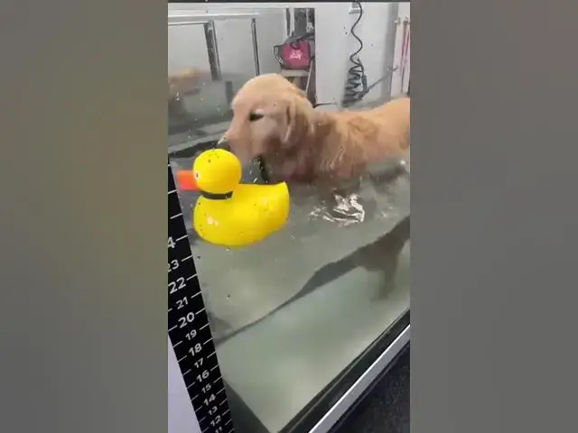 Video thumbnail for Wholesome