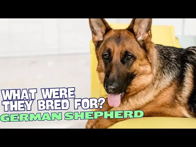 Video thumbnail for What Were German Shepherds Bred For? 🐕🏞️