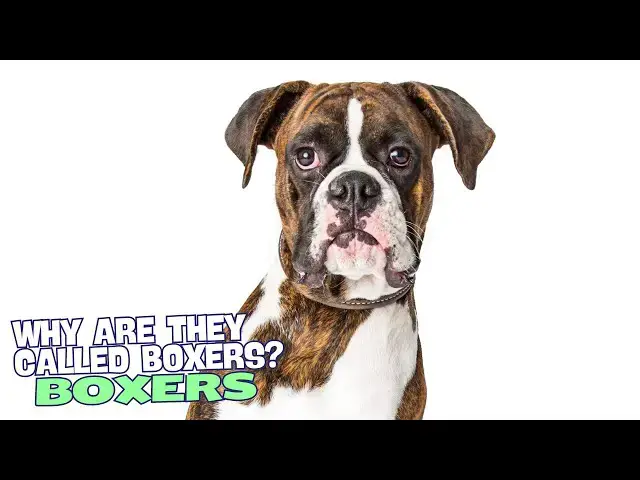 Video thumbnail for Why Are Boxers Called Boxers? 🥊