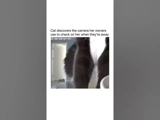 Video thumbnail for Cat camera