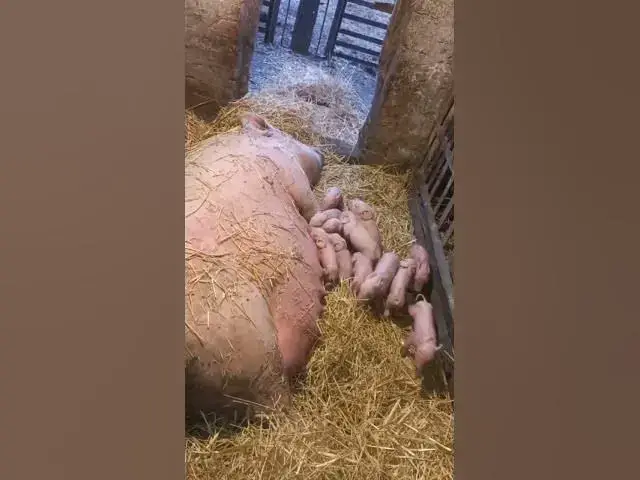 'Video thumbnail for Pig mom with piglets馃槏馃槝馃グ#shorts'