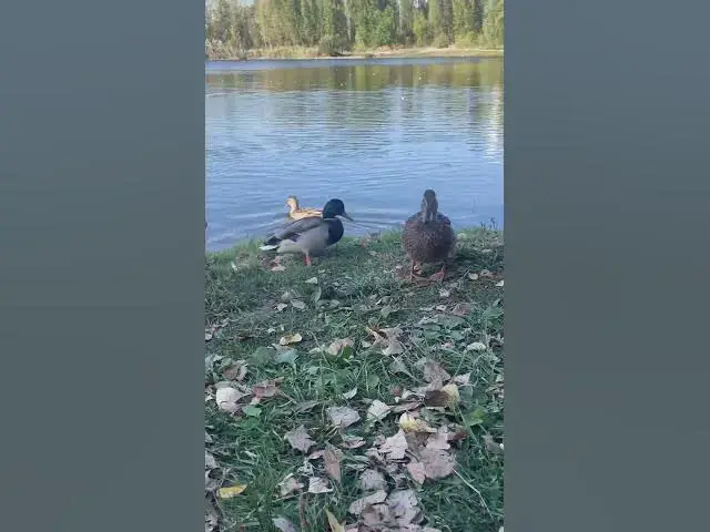 'Video thumbnail for Curious ducks馃槏馃槝馃グ#shorts'