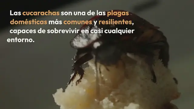 Video thumbnail for Este es el lugar en donde están escondidas la mayoría de las cucarachas en tu casa y no lo creerías