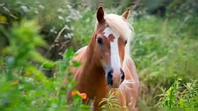 Video thumbnail for Haflinger Horse