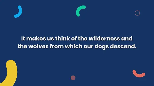 Video thumbnail for Why do dogs howl?