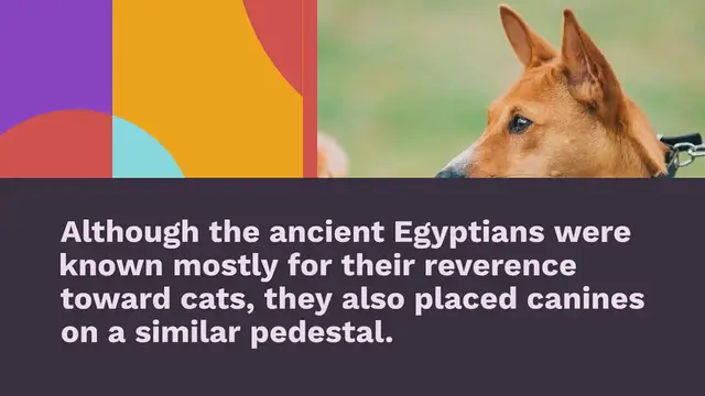 Video thumbnail for 6 incredible egyptian dog breeds