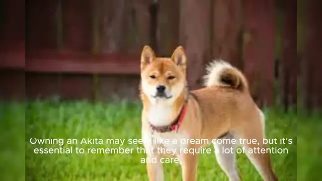 Video thumbnail for Akita