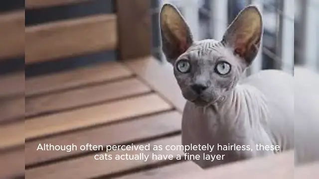 Video thumbnail for Sphynx