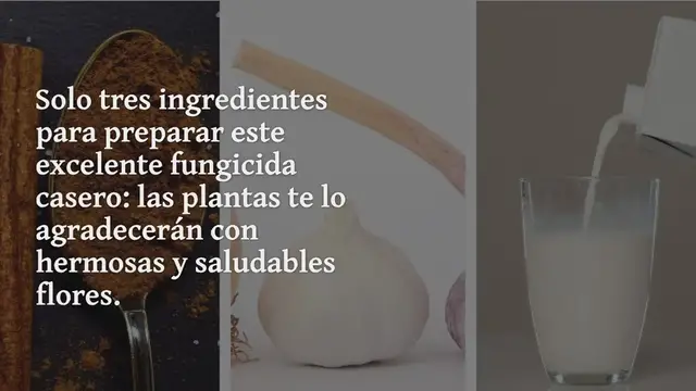 Video thumbnail for El potentísimo fungicida casero para plantas: estos 3 ingredientes serán suficientes