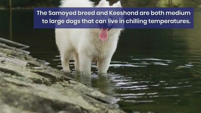 Video thumbnail for Samoyed vs Keeshond: what are the differences?