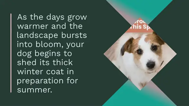 Video thumbnail for How to Groom Your Dog This Spring: Essential Tips for Shedding Season