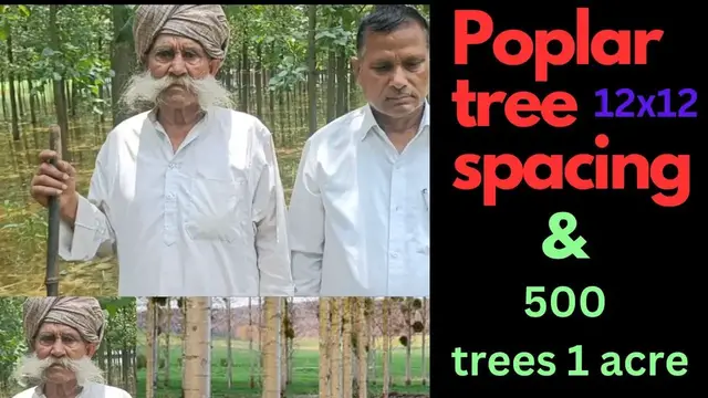 'Video thumbnail for Poplar tree spacing and how many plants 1 acre'