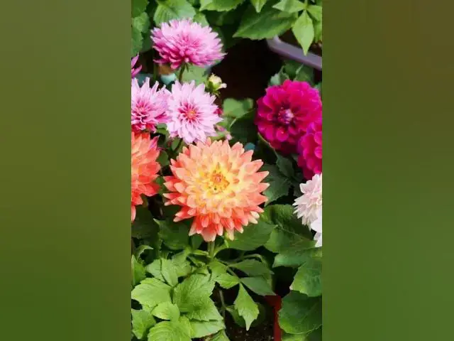 'Video thumbnail for 5 Prettiest Flowers on Earth 1'