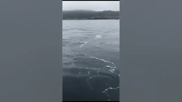 Video thumbnail for Sea lion steals fisherman  #shorts #fishingfail #sealions